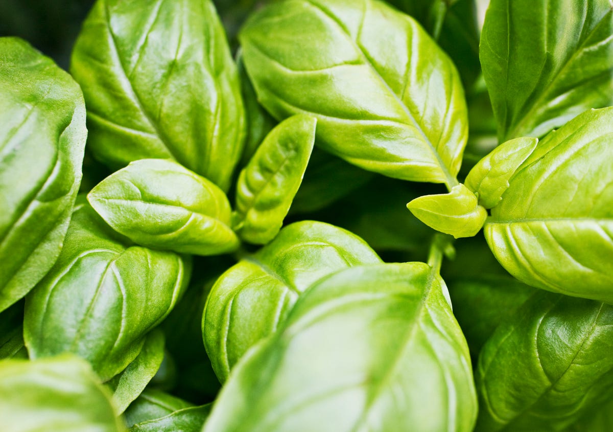 Basil Sold In 10 States Is Being Recalled