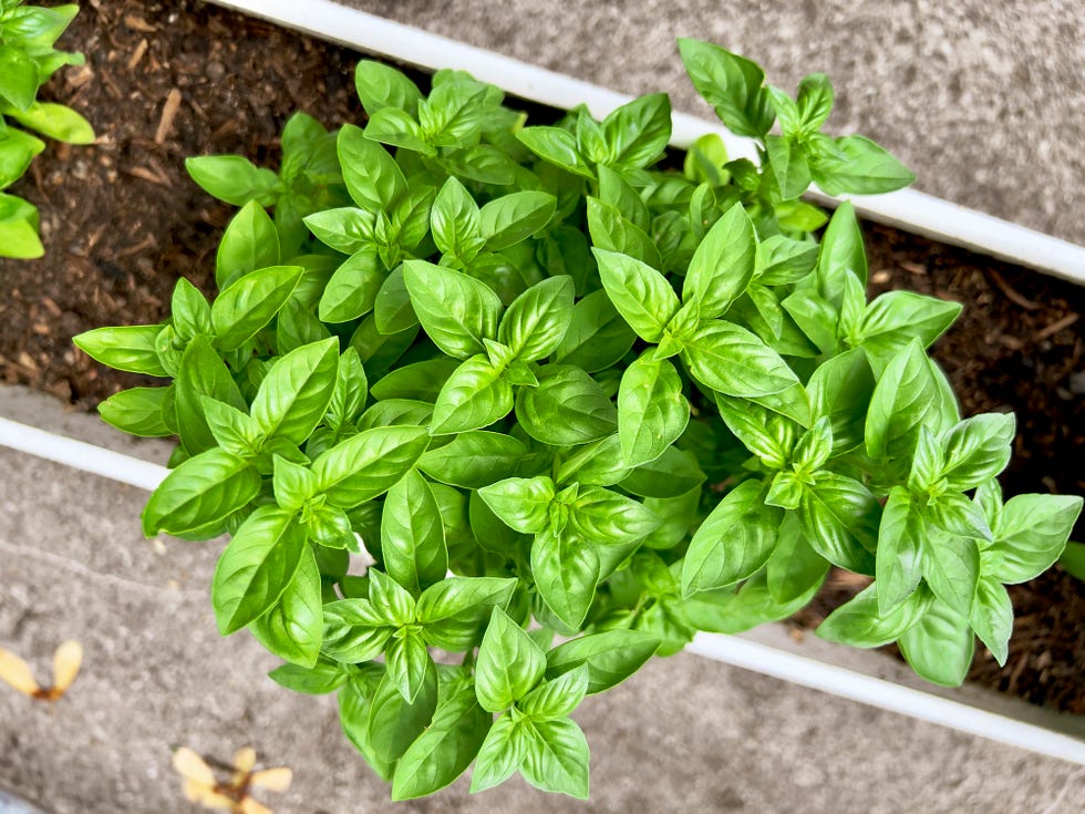 close up of basil plant at nidau
