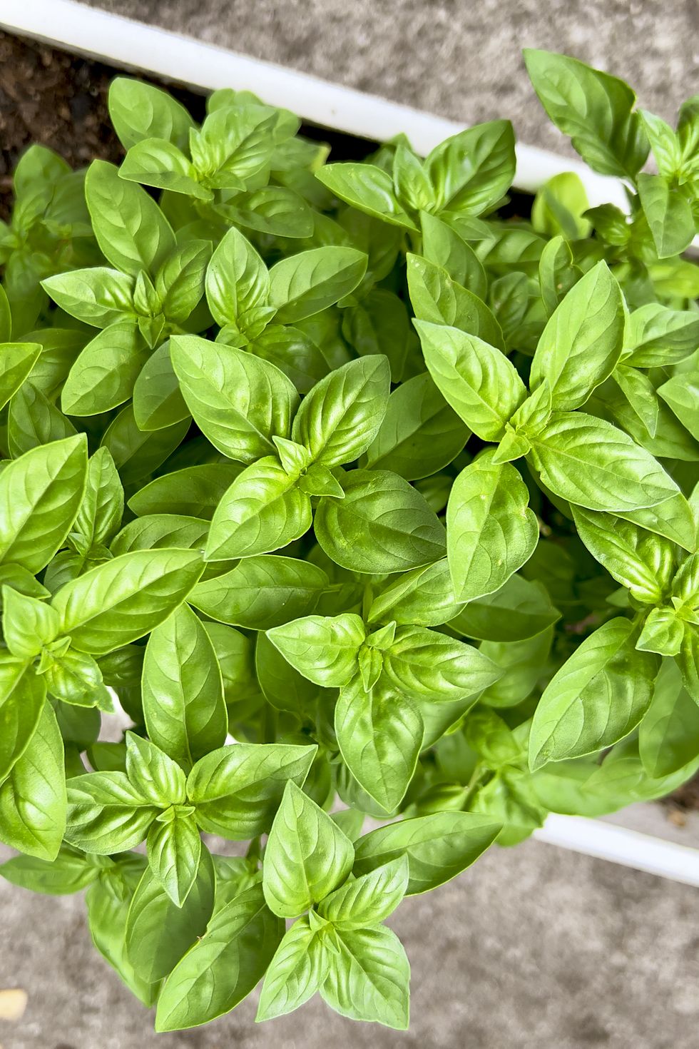 close up of basil plant at nidau