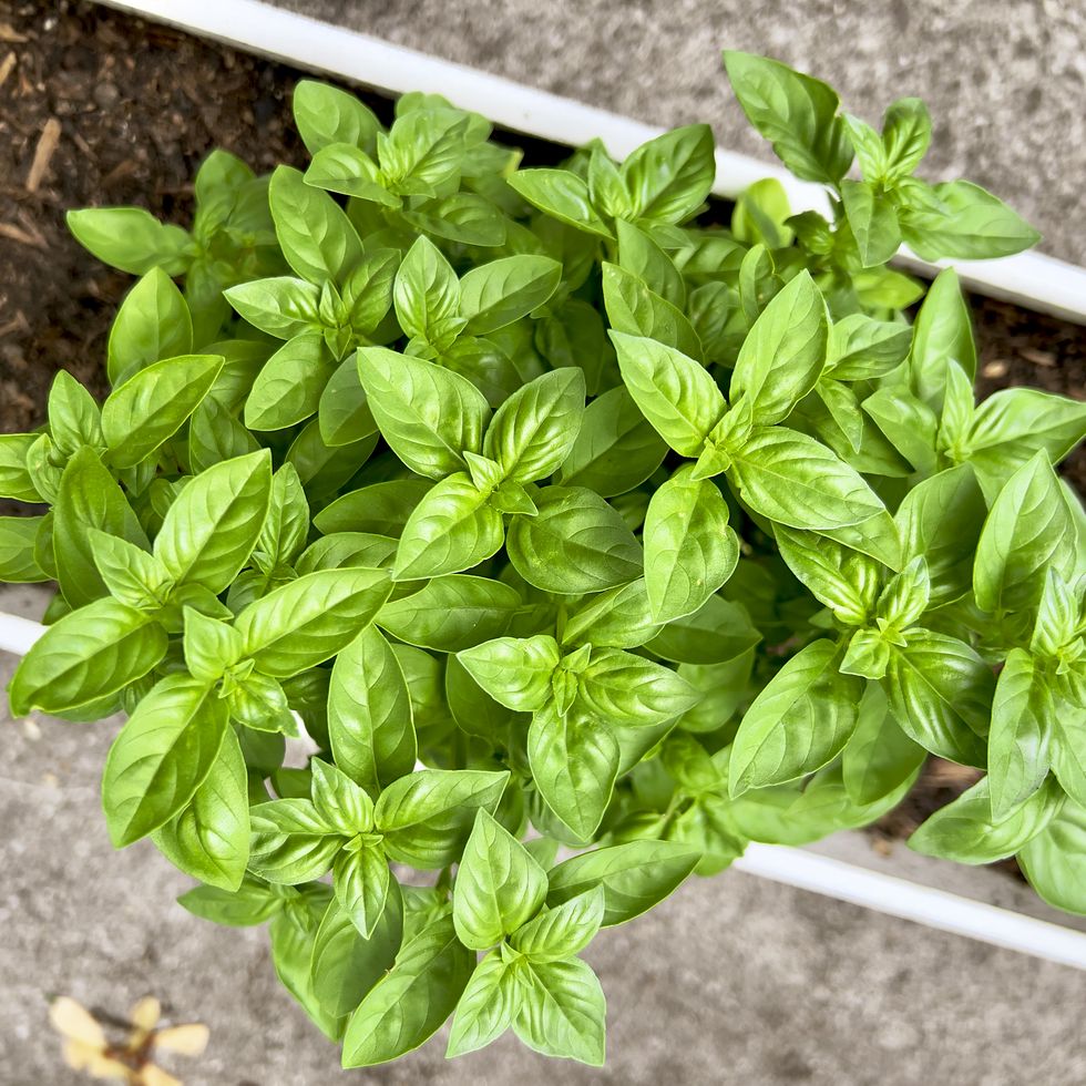 close up of basil plant at nidau