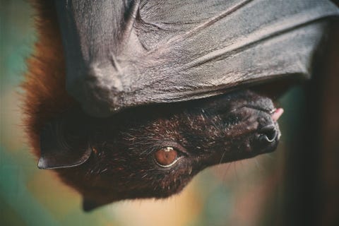 Bat Facts and Photos - Animal Fun Facts - Bat Appreciation Day