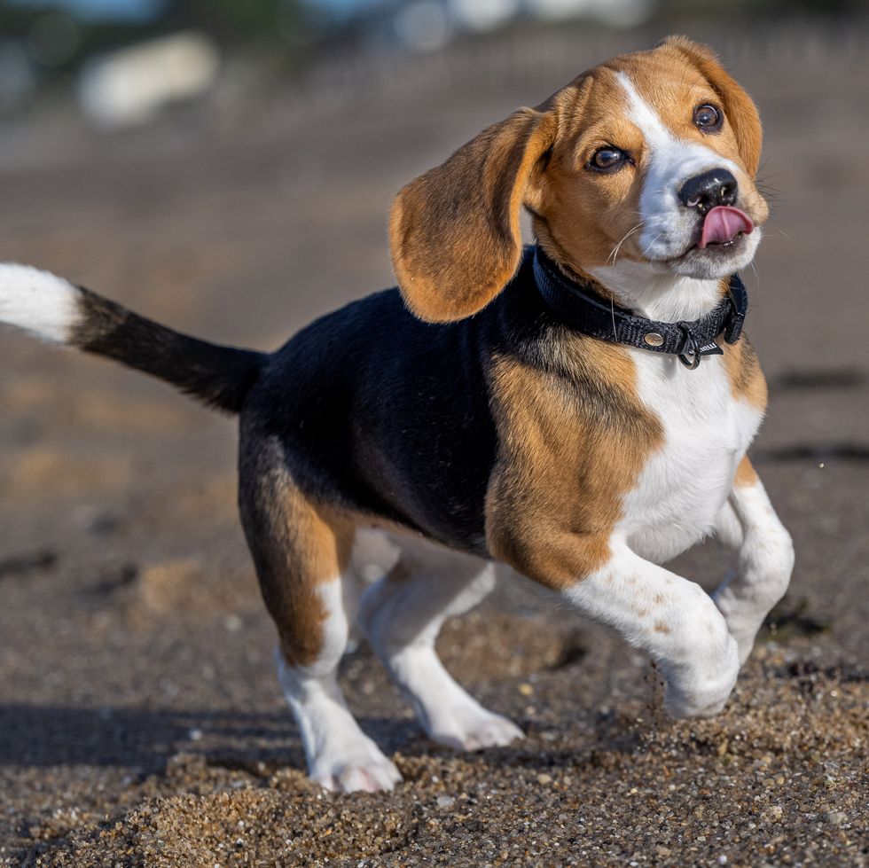 close up of beagle on beach,la turballe,france