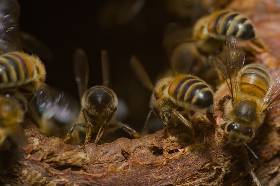 close up of bees on tree