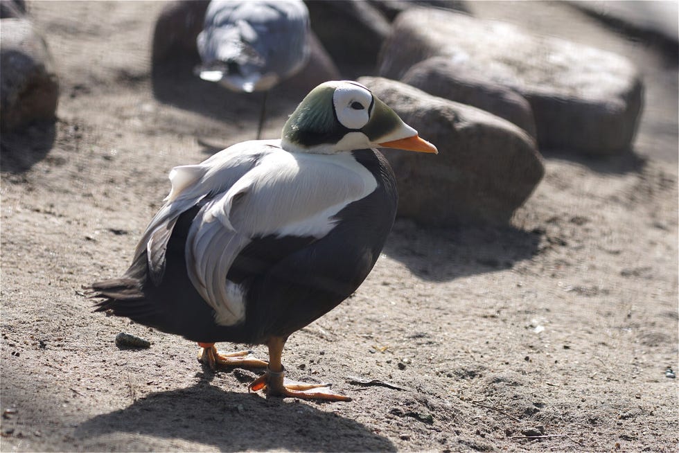 Close-Up Of Bird