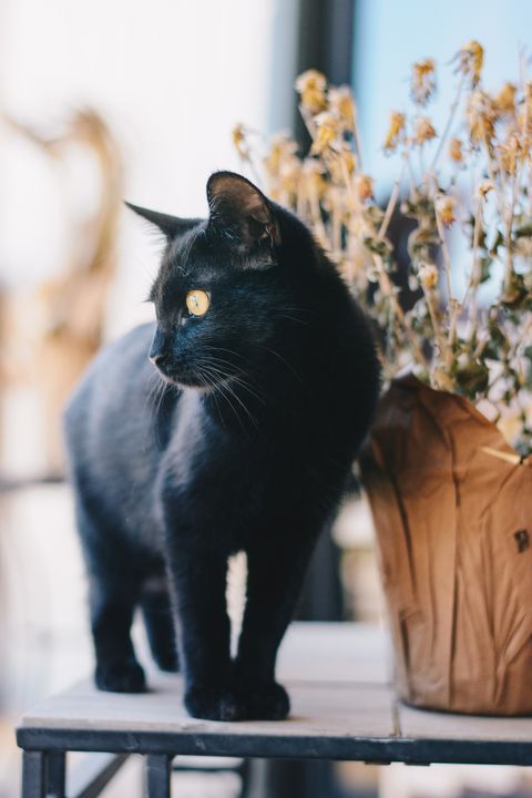 jinx black cat names