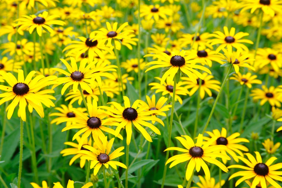 yellow black eyed susans