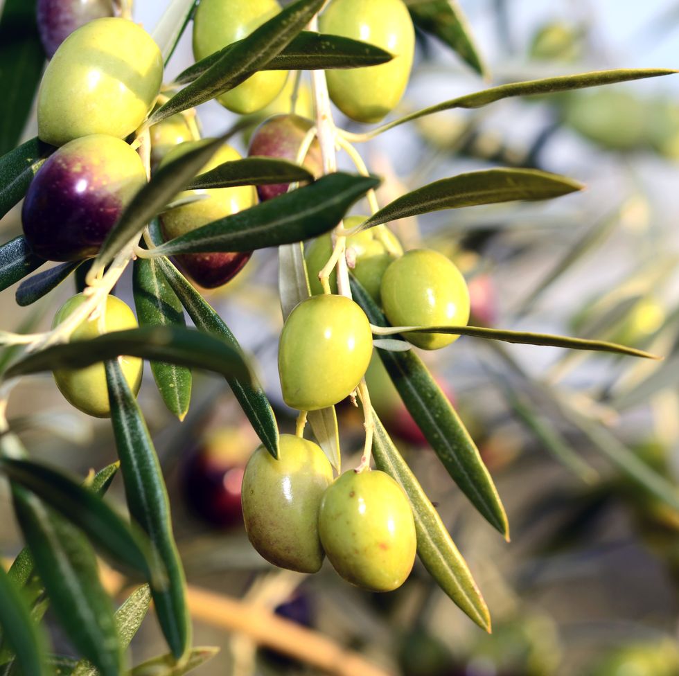 Close-Up Of Black Olives Growing On Tree