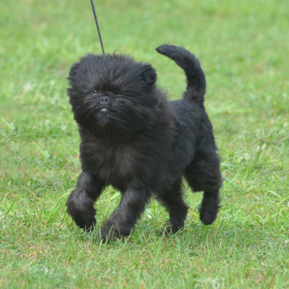 close up of black purebred dog standing on field smallest dog breeds
