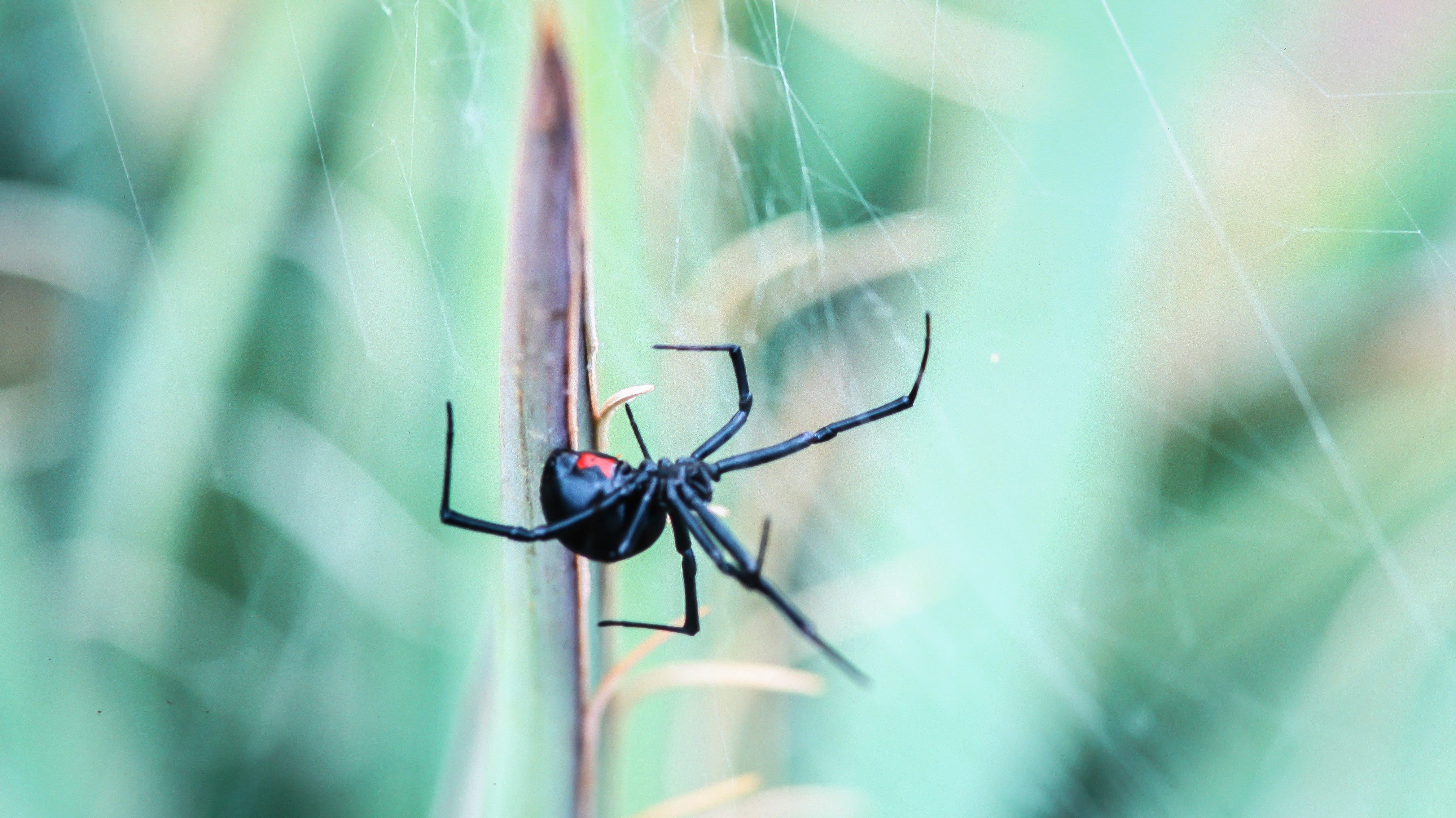 Spider Bite Pictures - What Do Spider Bites Look Like?