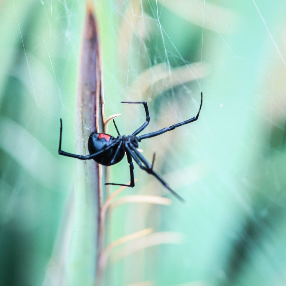 Bug Bytes: Black Widows
