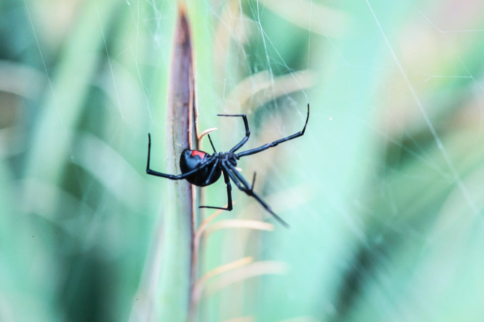 It's getting hotter, so spiders are emerging. Should I be alarmed?