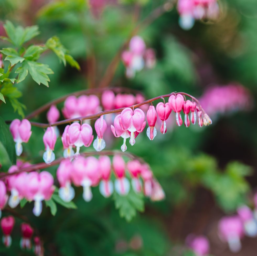 close up of bleeding heart flowers