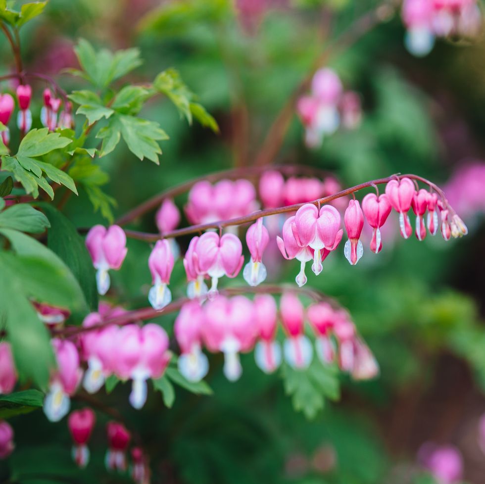 close up of bleeding heart flowers