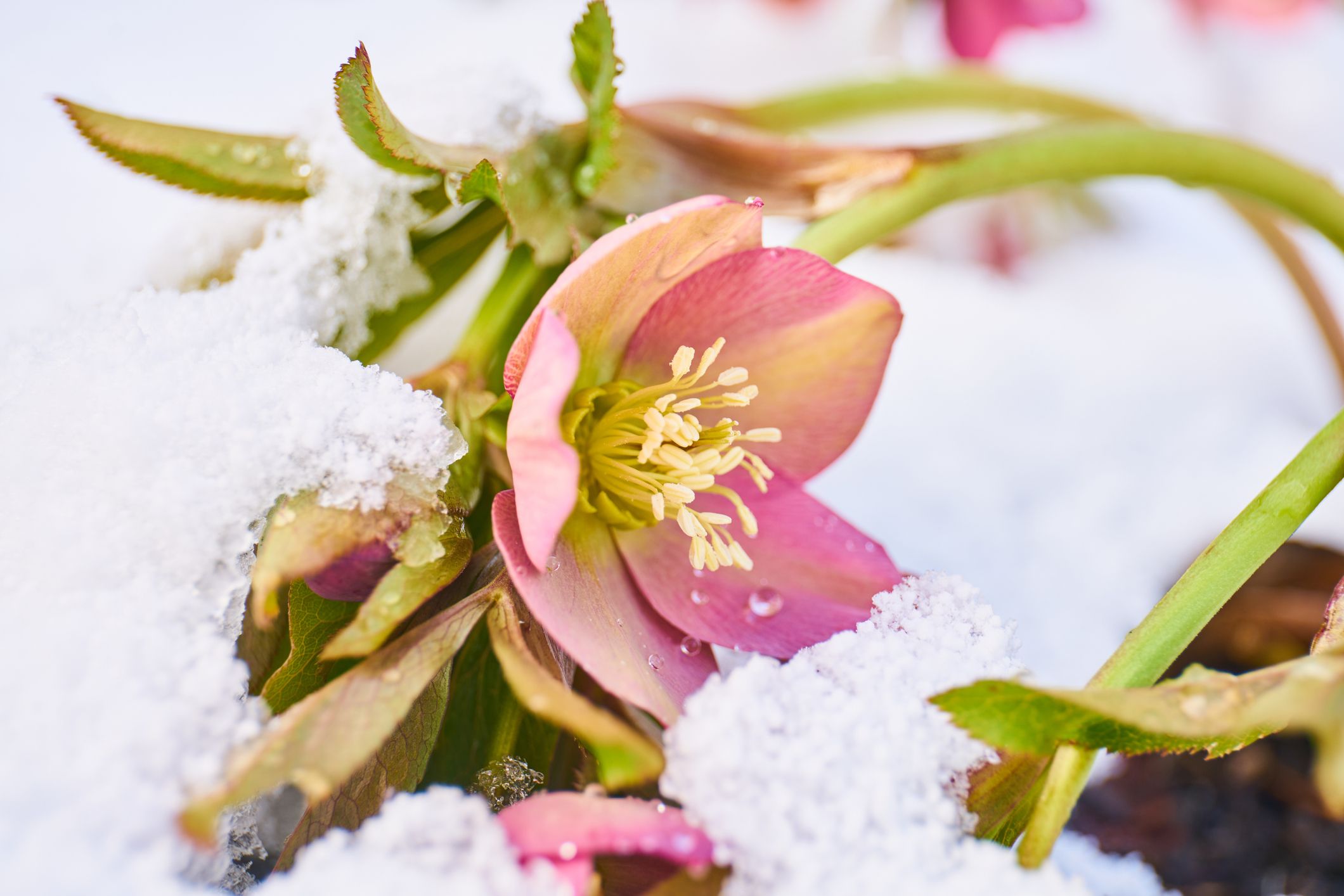 Winter flowers: Types and tips to grow and care
