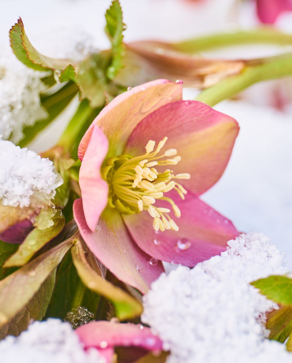close up of blooming hellebore in snow