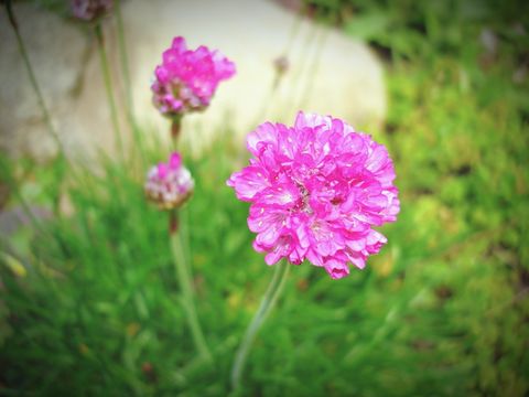 close up of blooming sea thrift flower