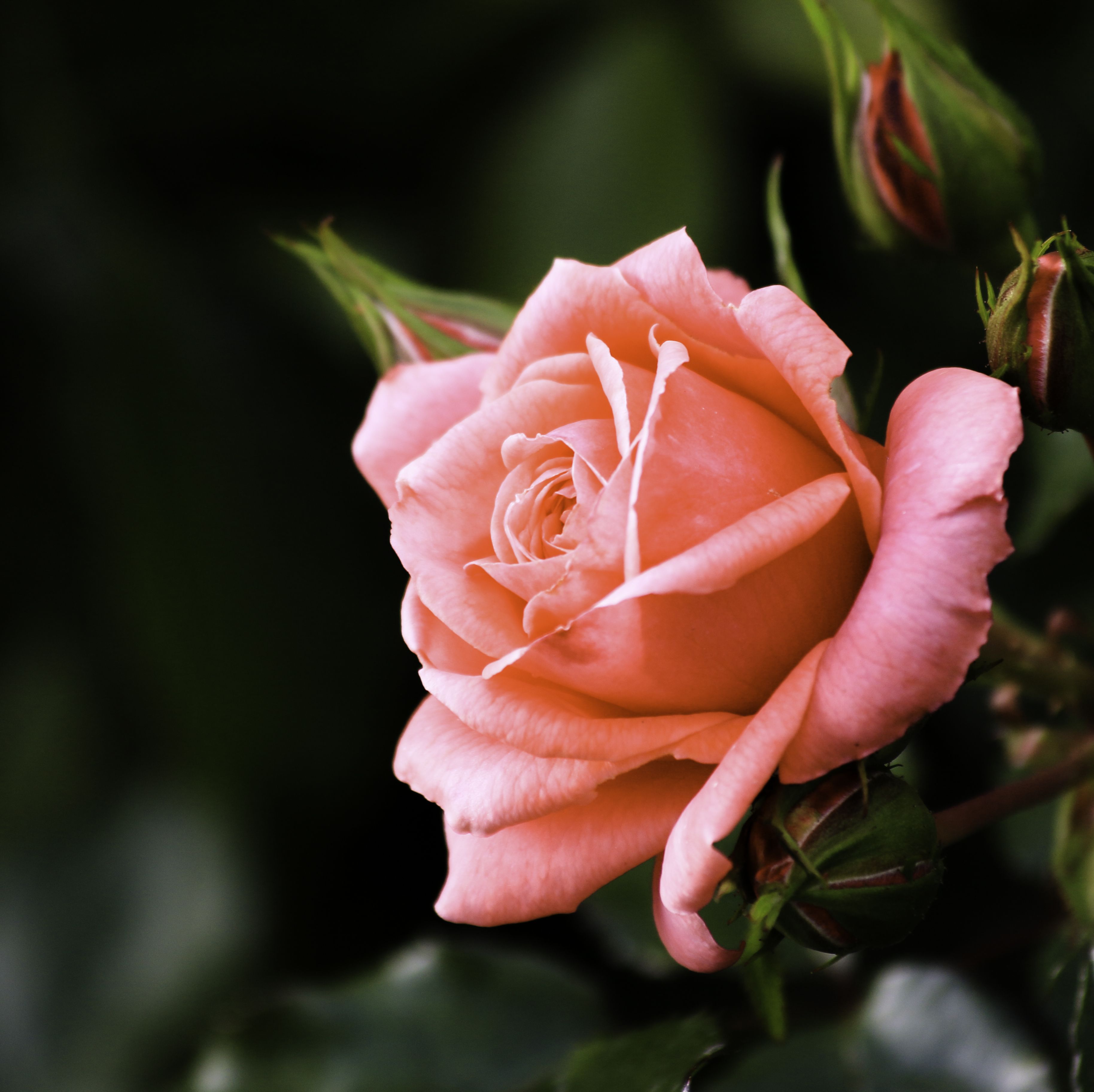 rare beautiful roses