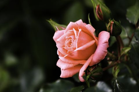 close up of blossoming rose flower
