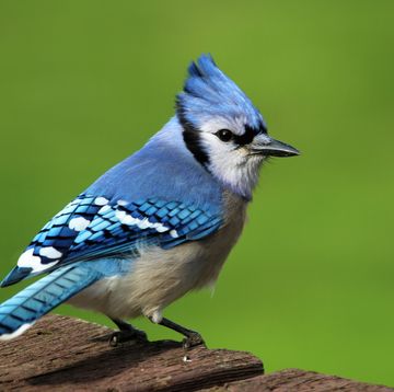 close up of blue jay perching on wood