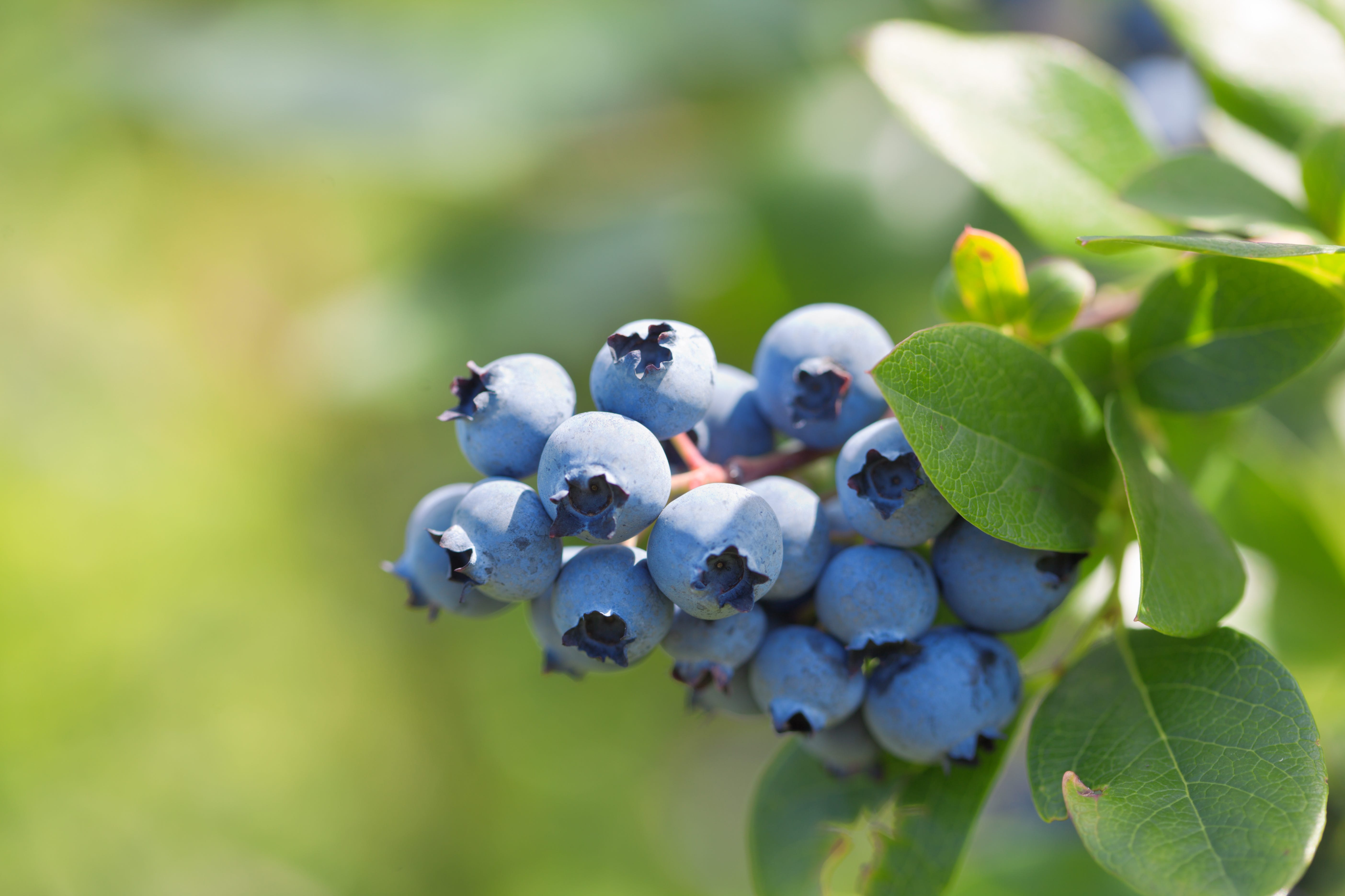 Can't Get Enough Blueberries? Here's How to Grow Your Own