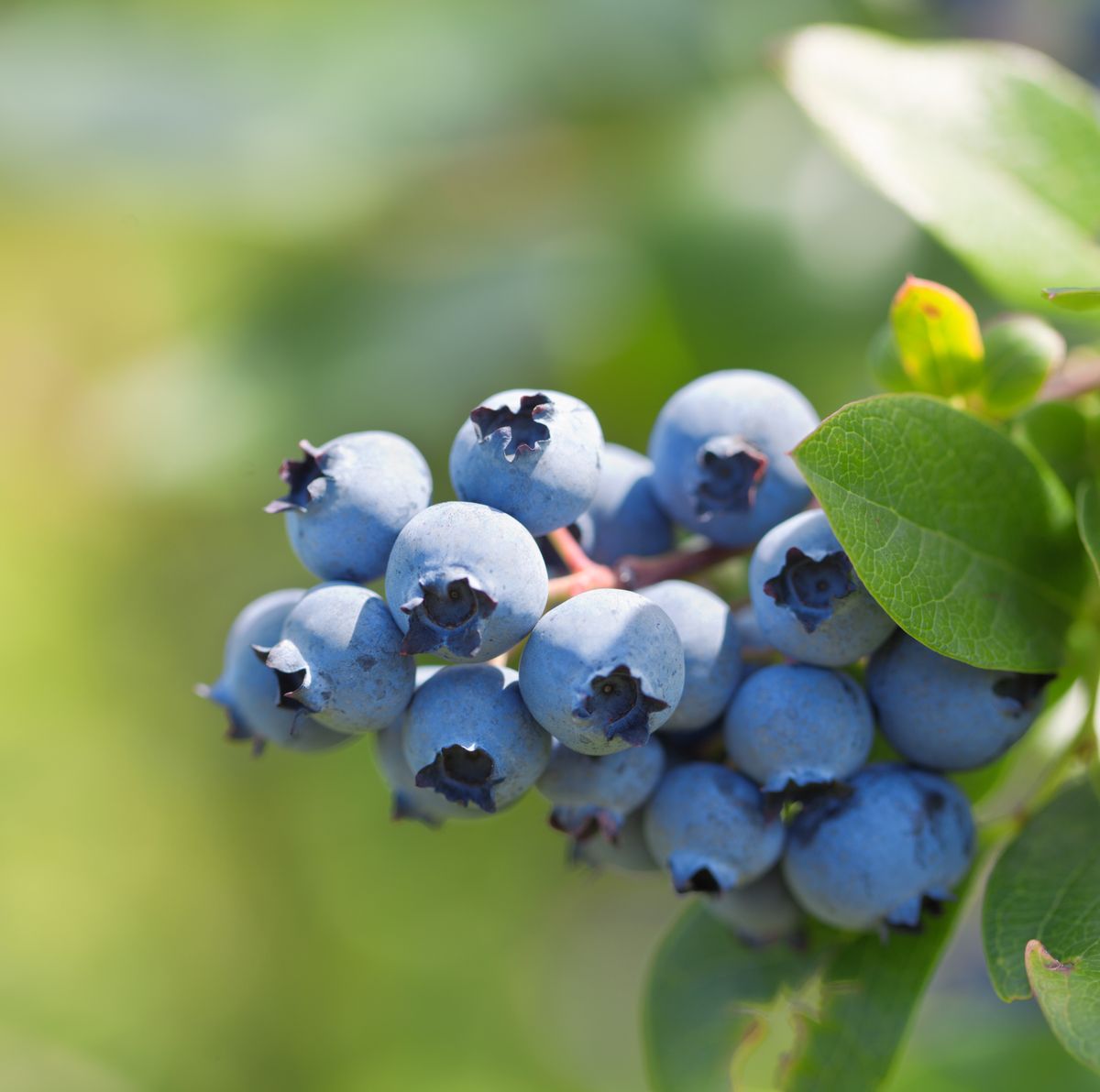 How To Grow Blueberries - Best Blueberry Growing Guide