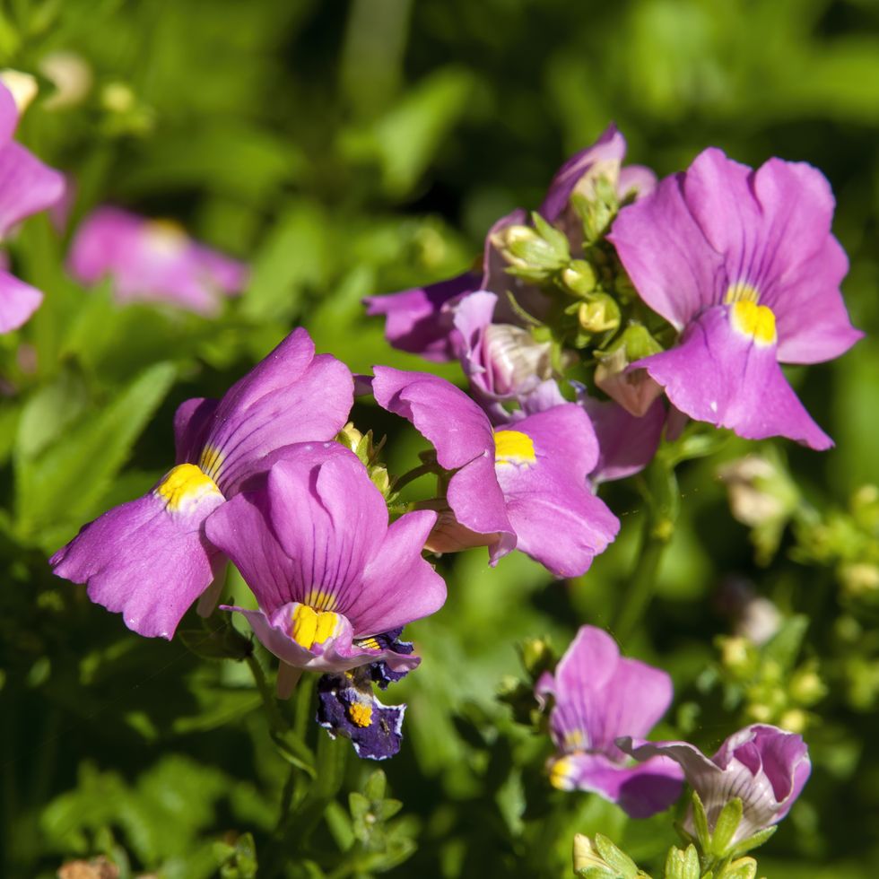 close up of bright pink flowers of a nemesia shrub