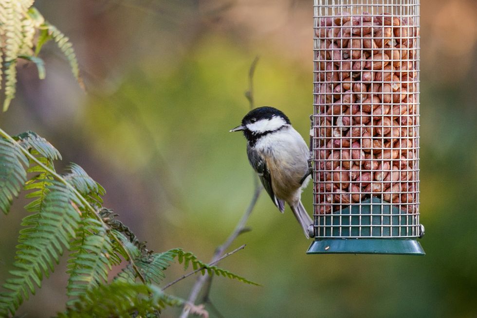 Close-Up Of British Coal Tit Feeding On Peanuts In Bird Feeder