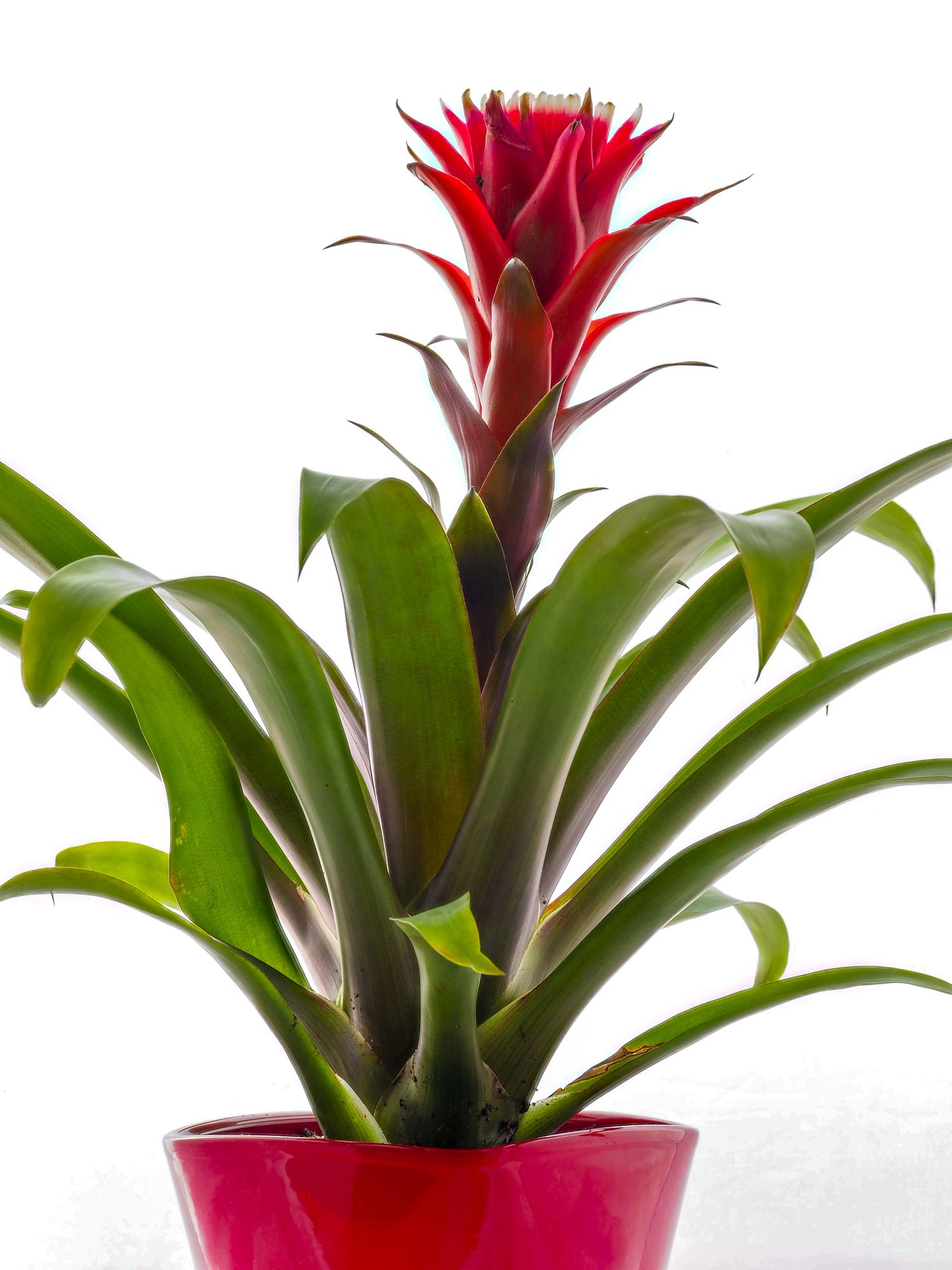 Tropical Flowers that You Can Grow at Home