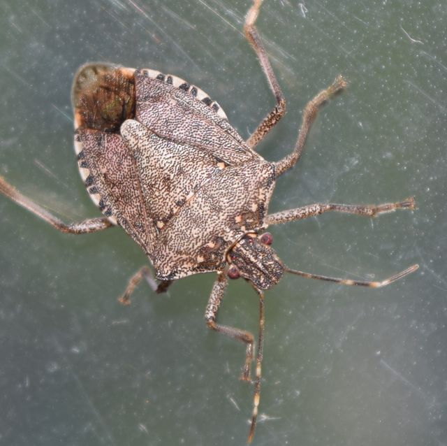close up of brown marmorated stink bug