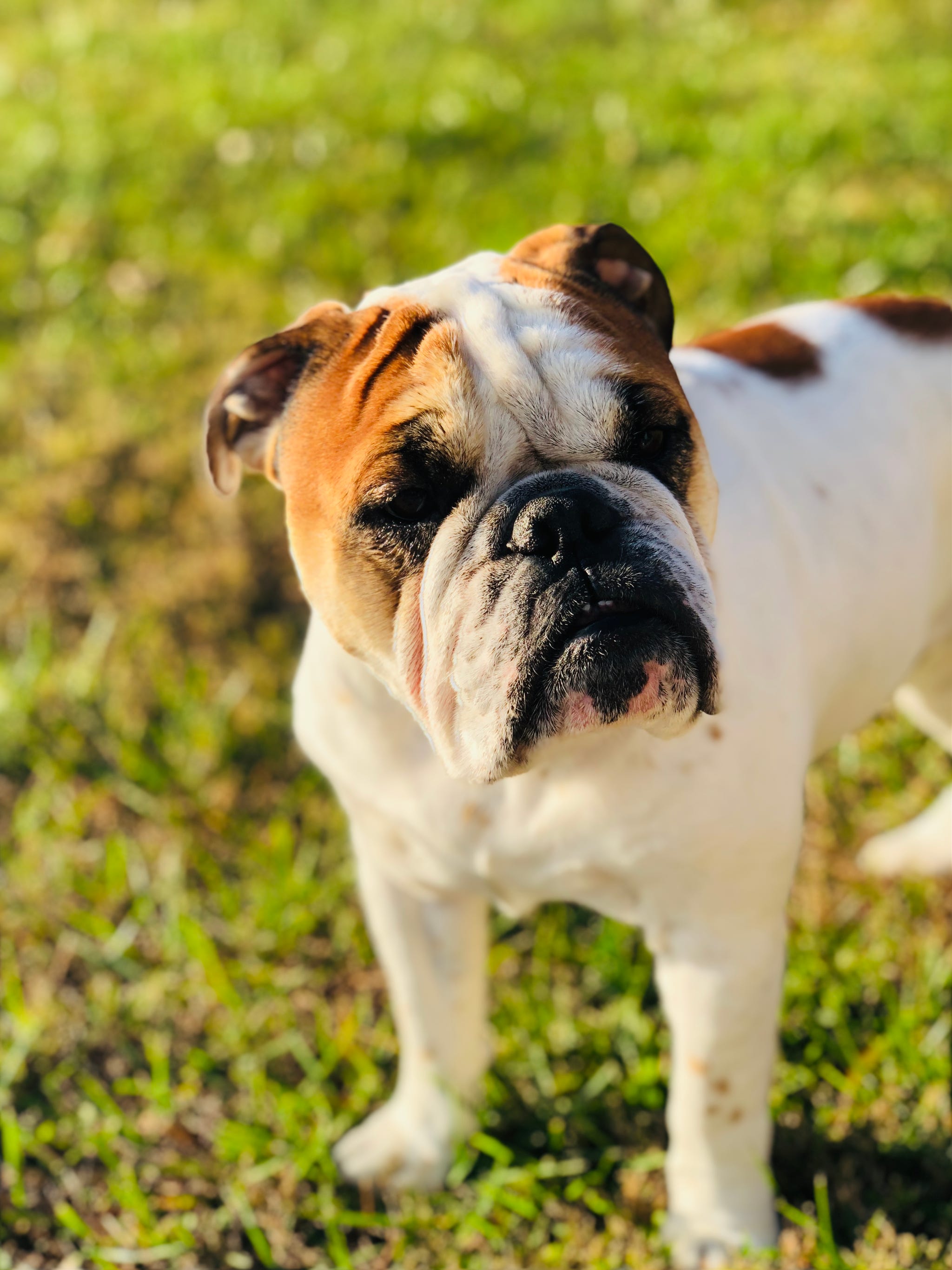 Dog breeds store with smushed faces