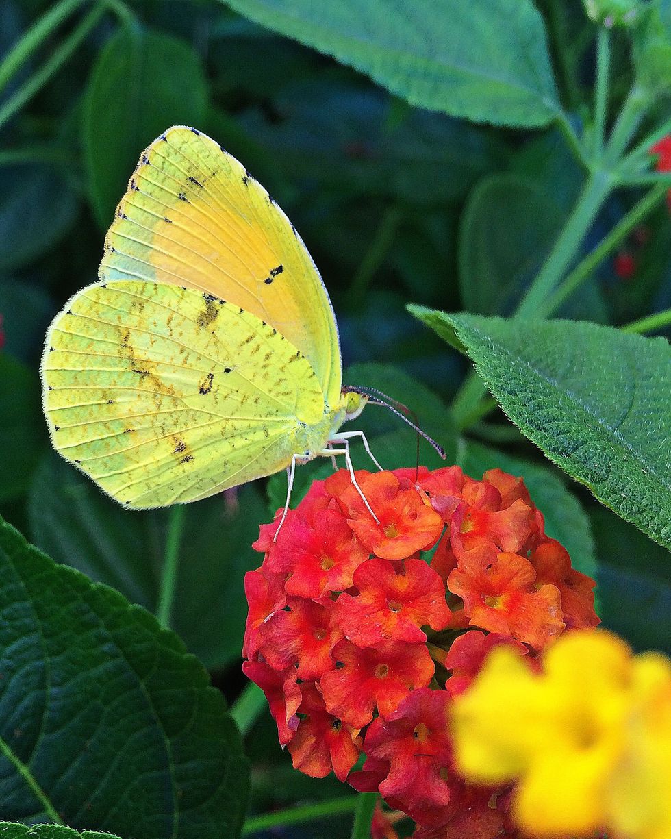 Close-Up Of Butterfly On Yellow Leaf