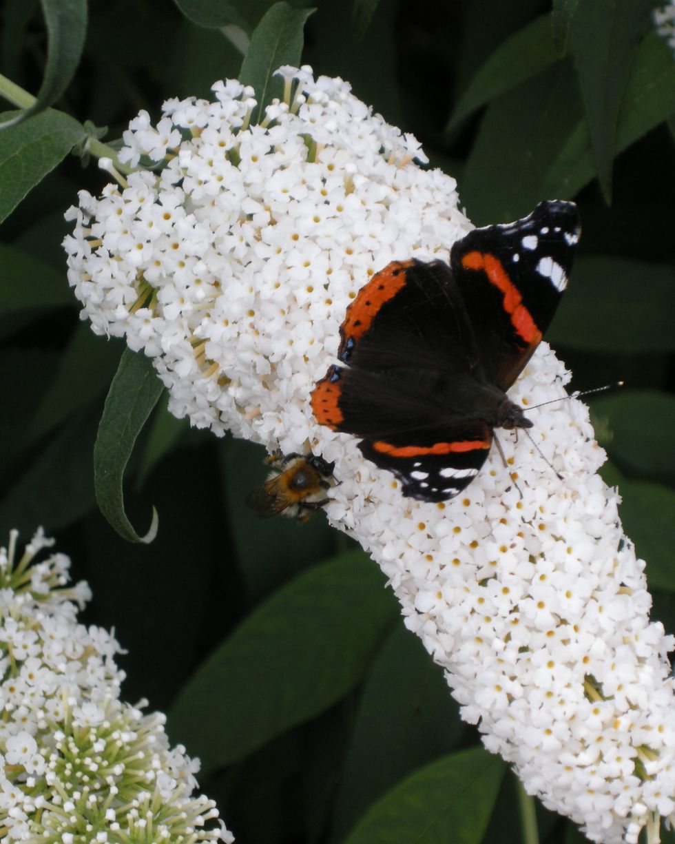 Close-Up Of Butterfly Perching On Flowers In Plant