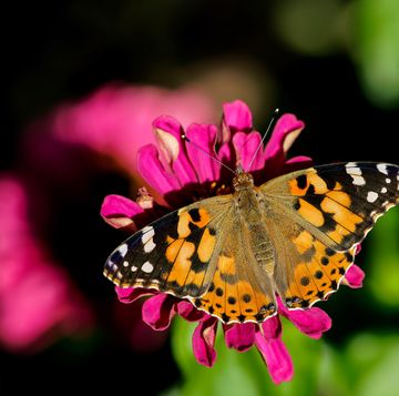 close up of butterfly pollinating on pink flower
