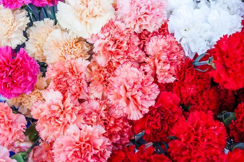 close up of carnations for sale