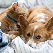 best pet hair removers Close-Up Of Cat And Dog Sleeping On Bed At Home best pet hair removers close up of cat and dog sleeping on bed at home