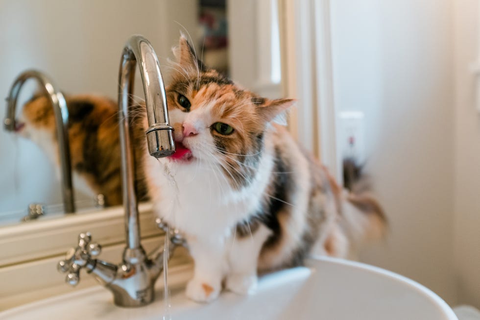 close up of cat drinking from bathroom faucet