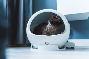 gato en un arenero automatico