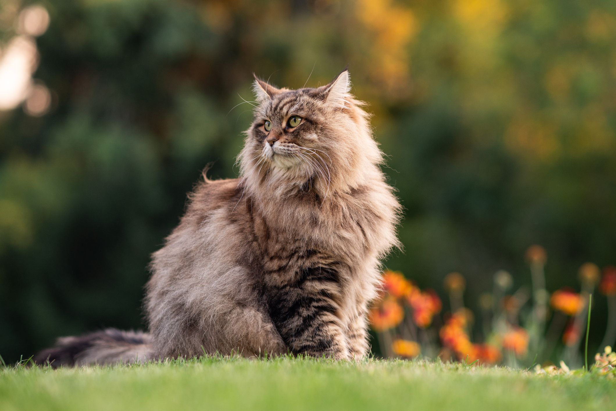 Long haired cat for near me fashion