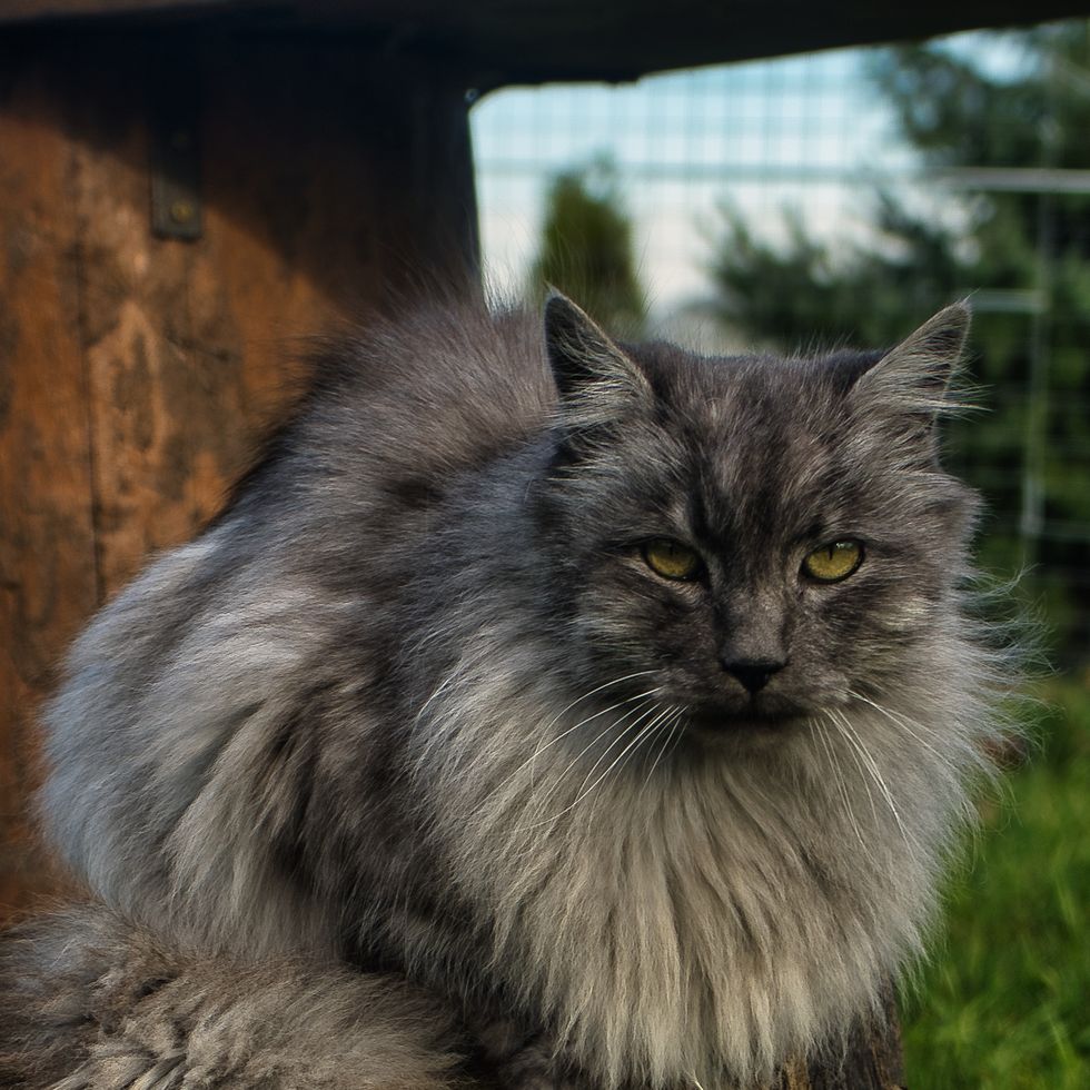 grey cat breeds turkish angora