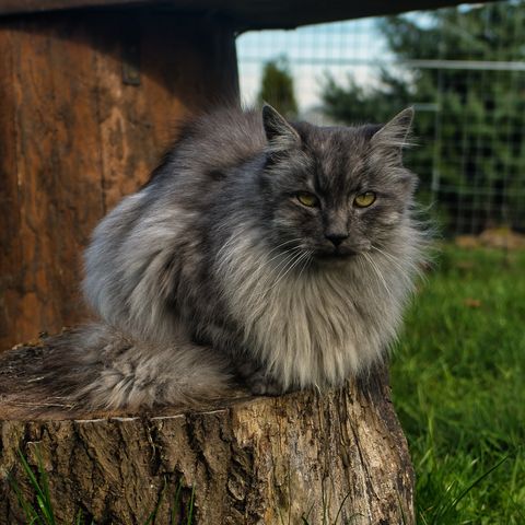 grey cat breeds turkish angora