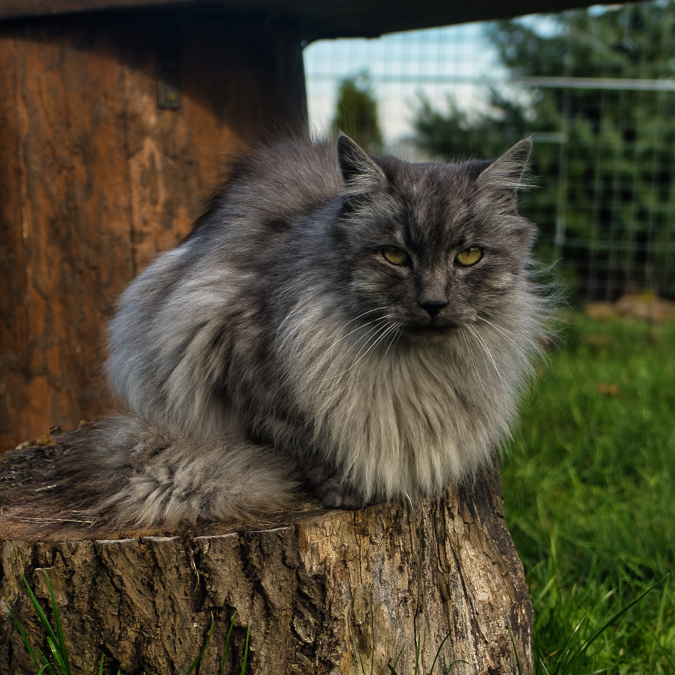 Grey Fluffy Cats