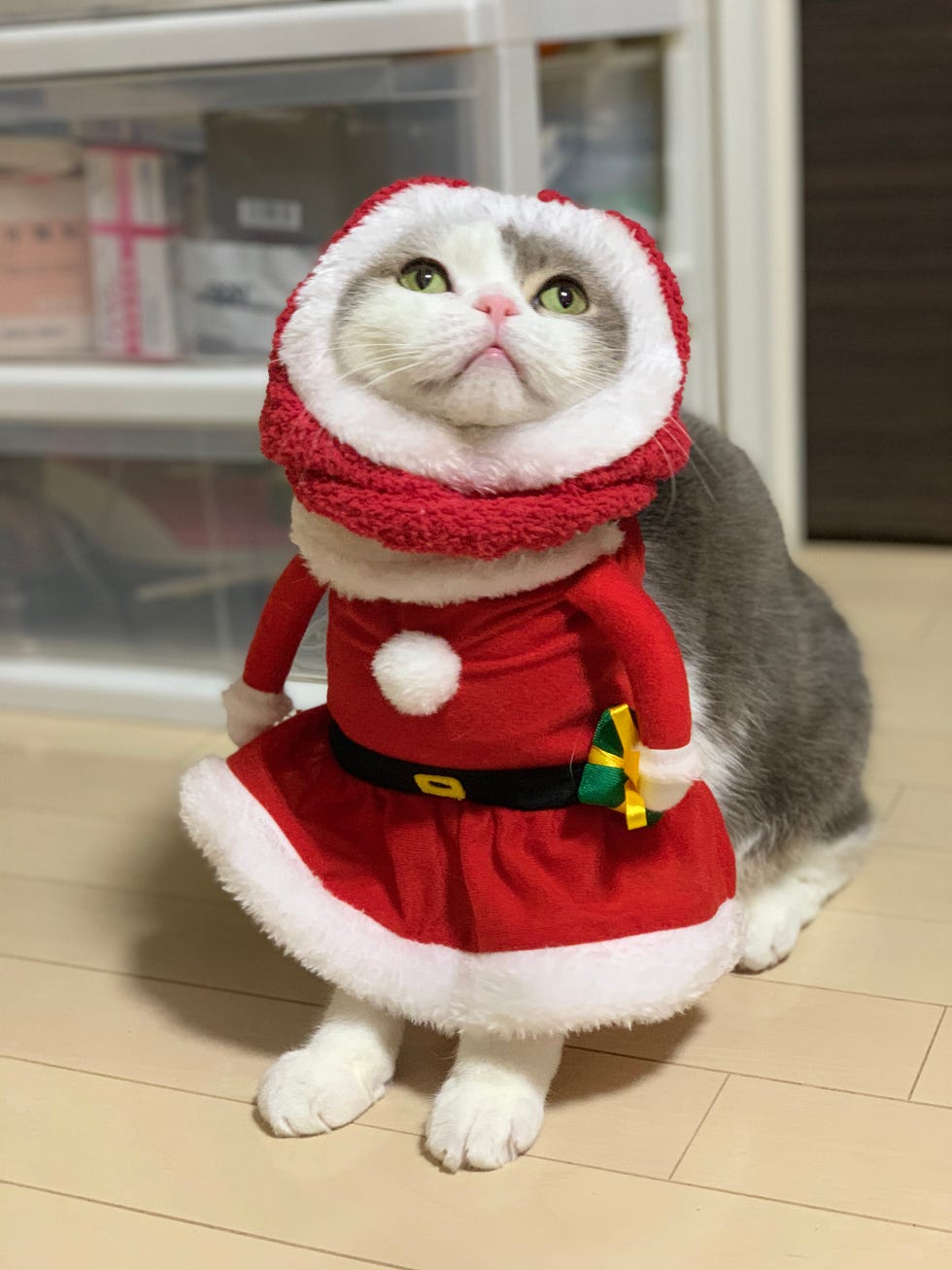 close up of cat wearing santa costume