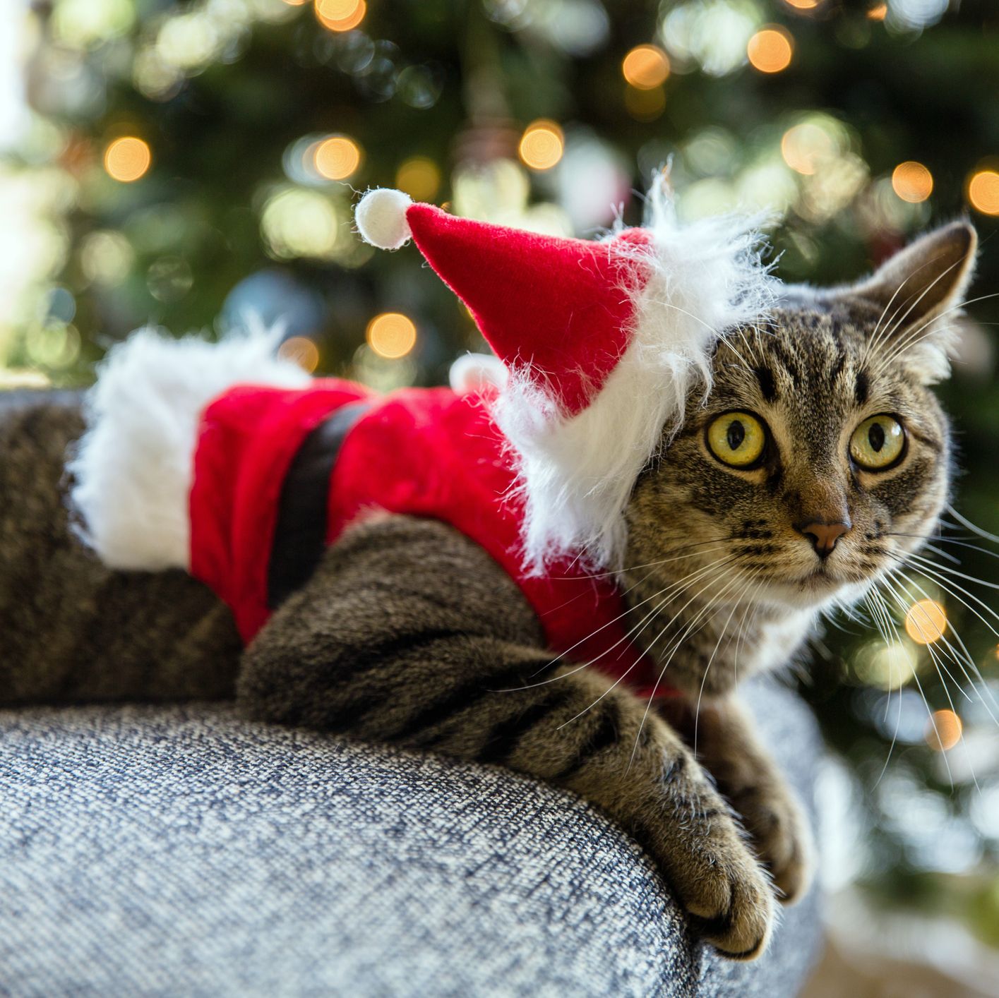 Dressing Cats Up At Christmas Can Cause Stress