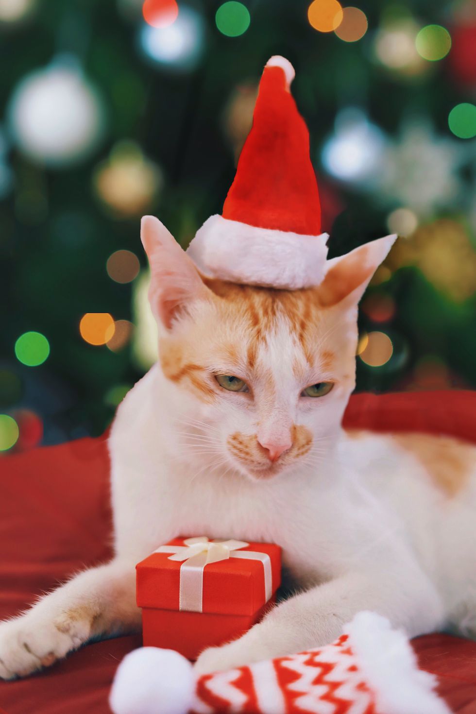 close up of cat wearing santa hat while sitting against christmas tree