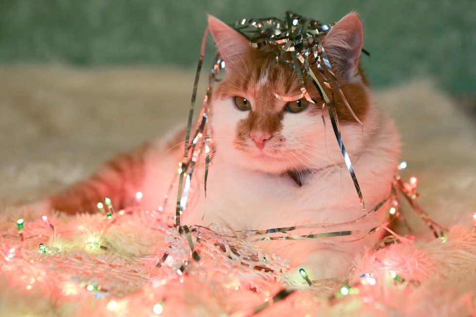 close up of cat with illuminated christmas lights at home