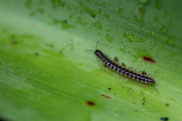 centipedes