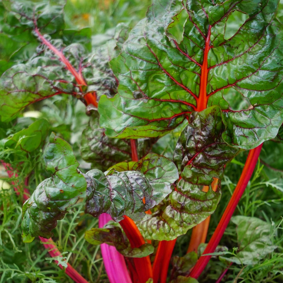 close up of chard growing on field