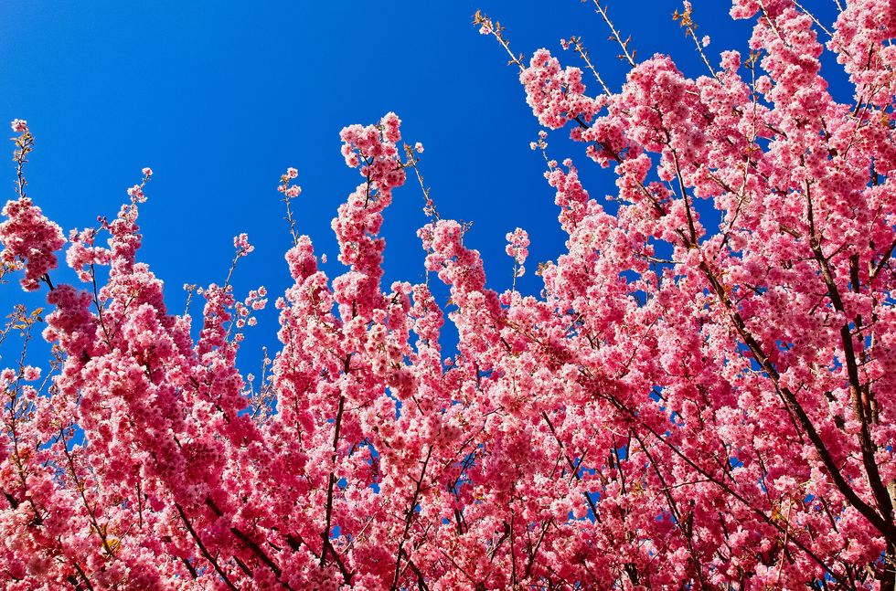 Close-up of cherry blossom tree, Taichung, Taiwan