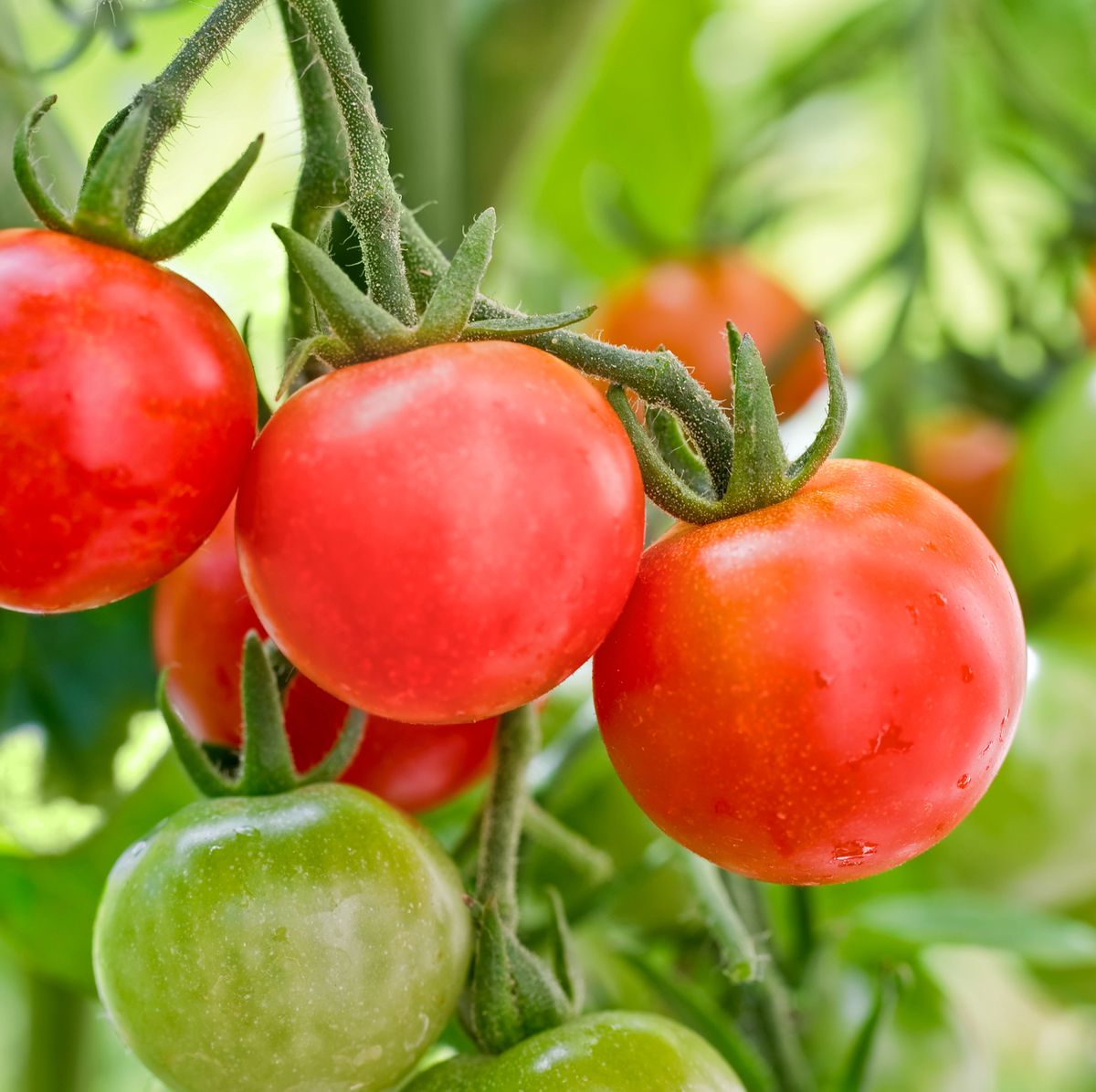 How to Grow Cherry Tomatoes - Planting and Harvesting Cherry