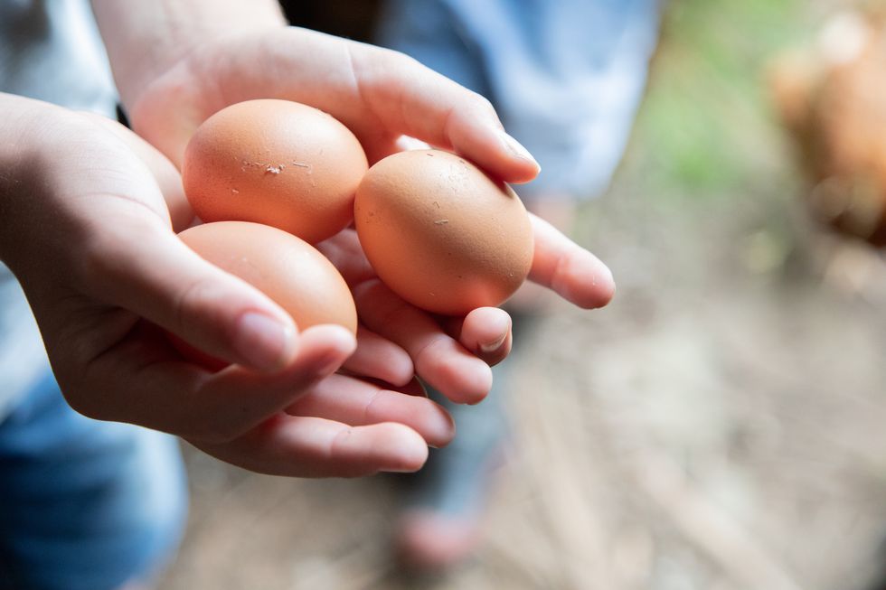 close up of child's hand holding eggs